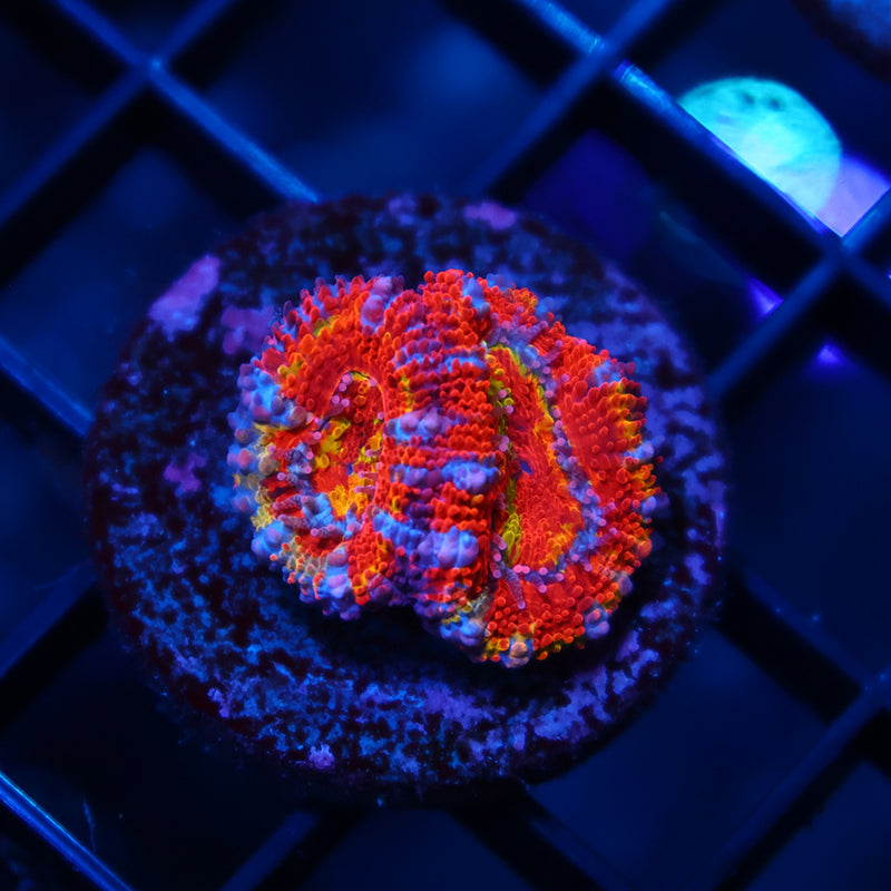 TCK Crazy Rainbow Acans