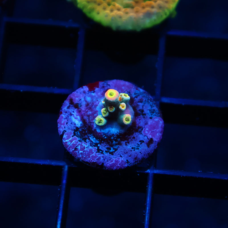 Tiny TCK Rainbow Unicorn Speciosa