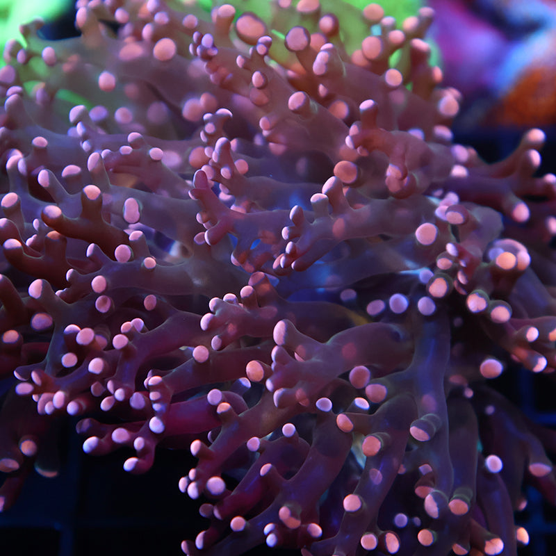 TCK Peach Branching Frogspawn