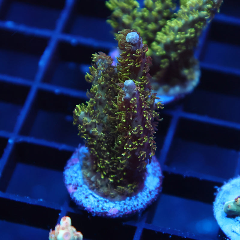 TCK Fuzzy Green Acro