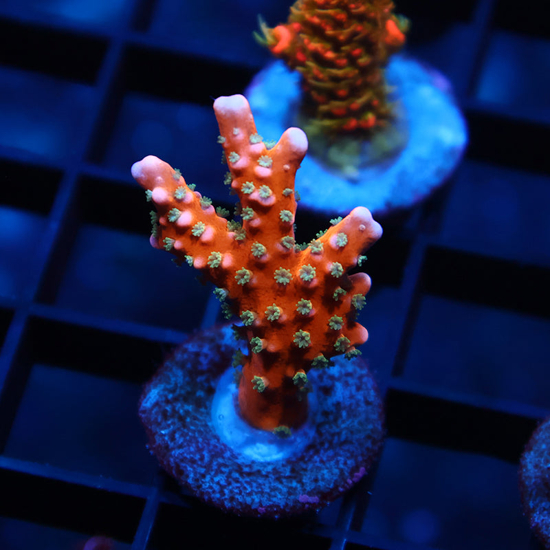RRC Tropicana Anacropora