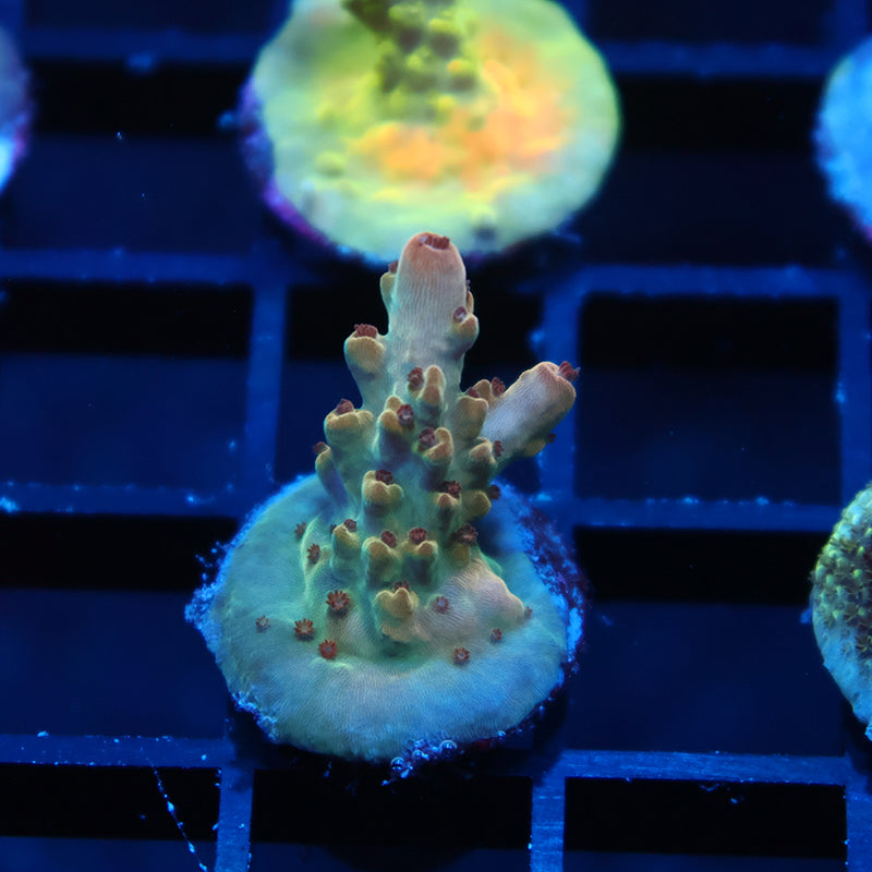 TCK Golden Granulosa