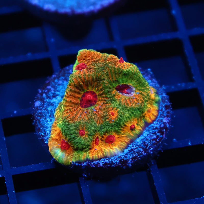 TCK Fascination Favia