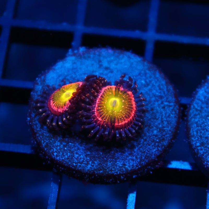 Sweet Forgot Name Zoas
