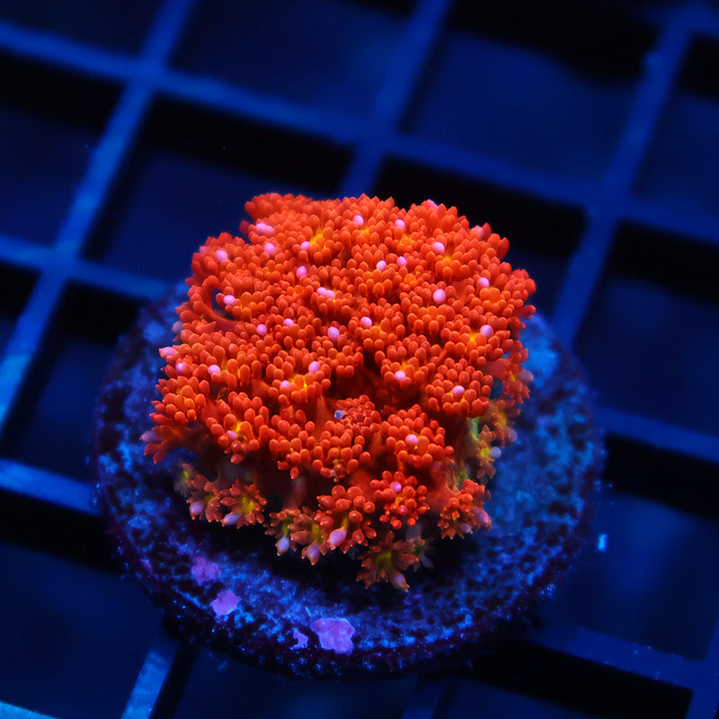 TCK Oddball Bernardpora Goni