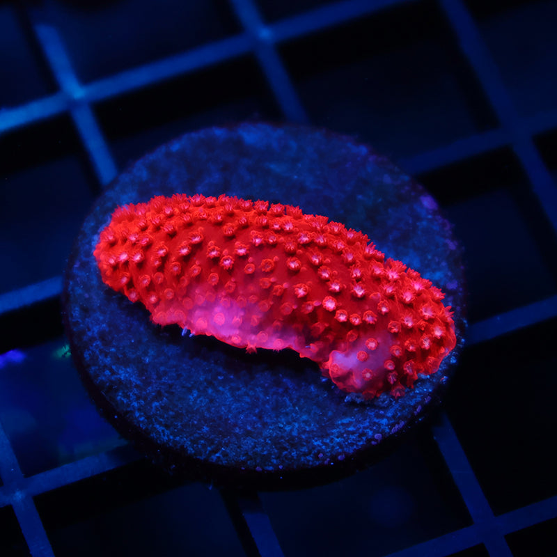 Red Stylo