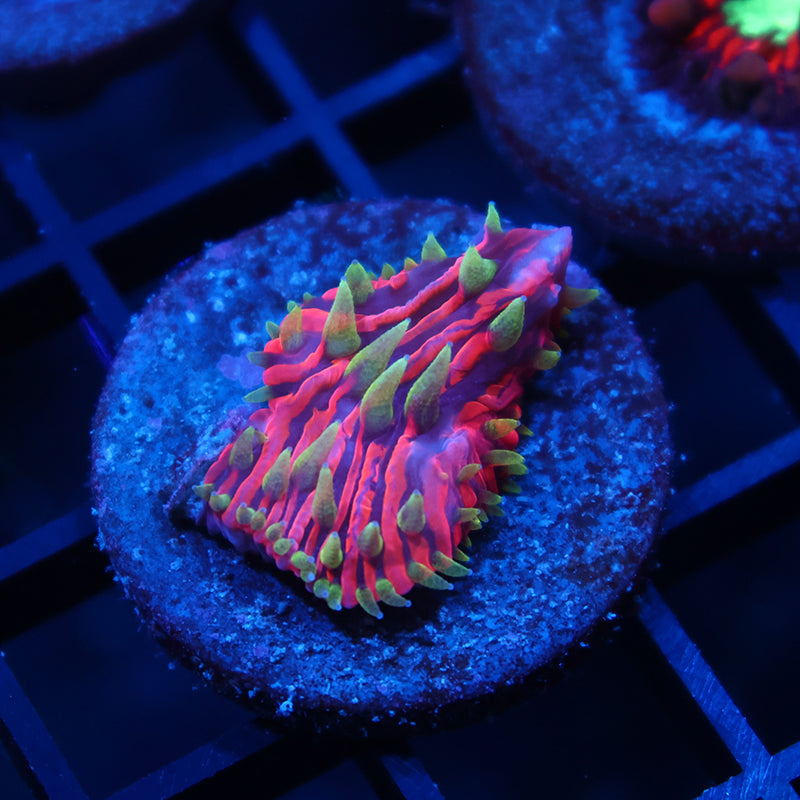 TCK Insanity Plate 2.0