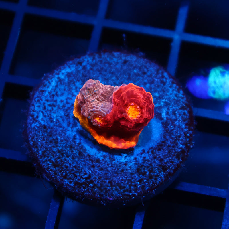 TCK Rainbow Collider Chalice Red and Pink Side