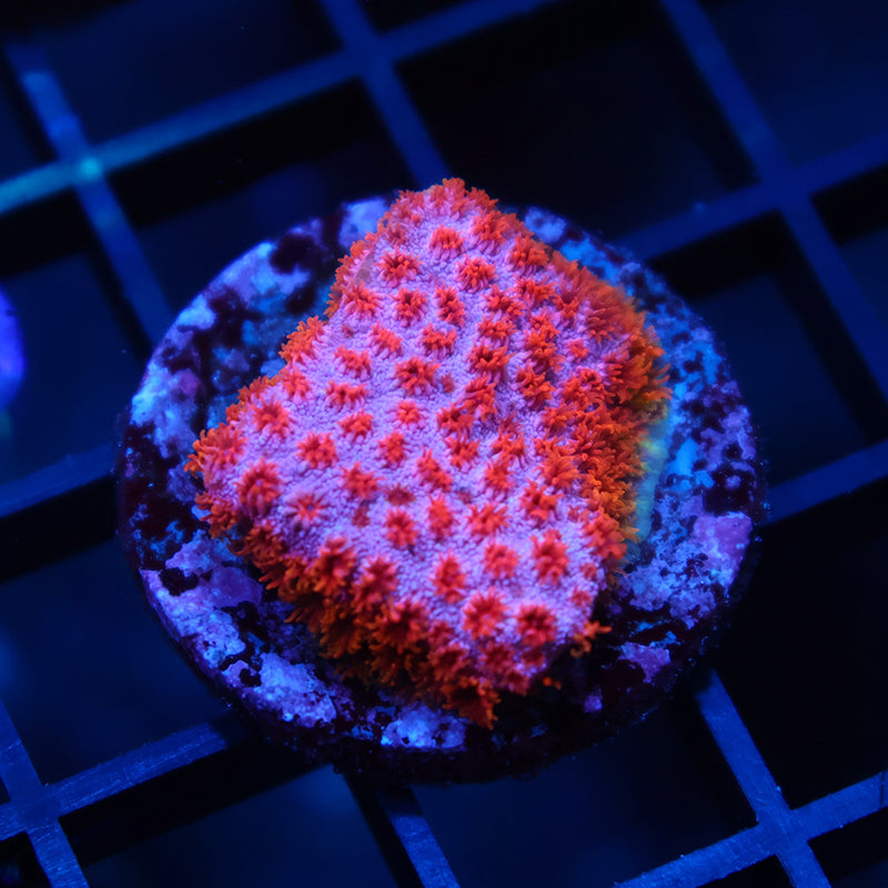 Skittles Bomb Cyphastrea