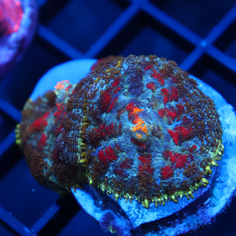 TCK Rainbow Rhodactis Double