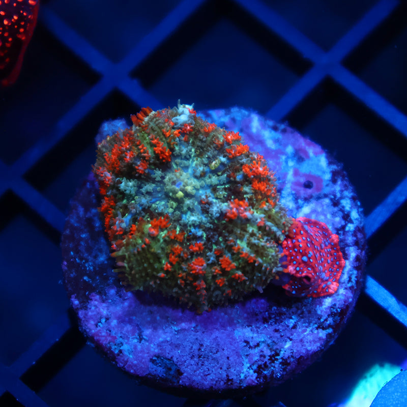 TCK Orange Bouncy Rhodactis with Superman