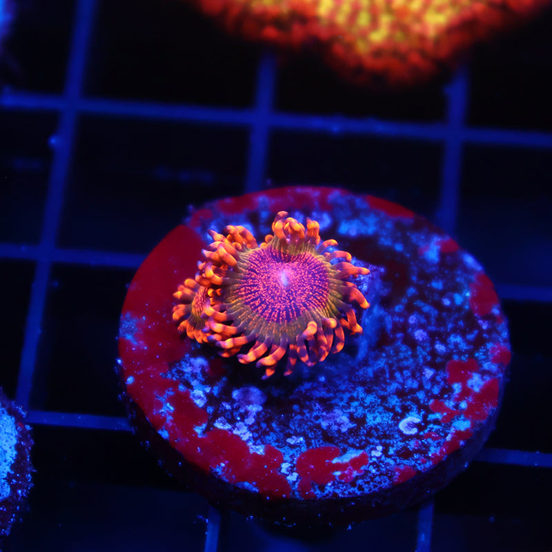 TCK Speckle Kraks