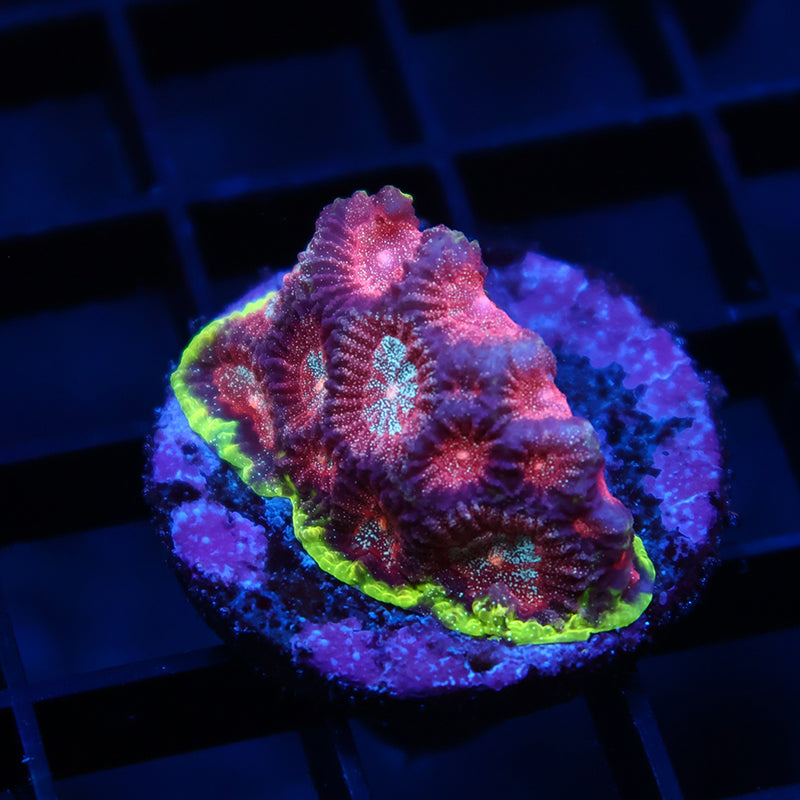 TCK Bejeweled Favia