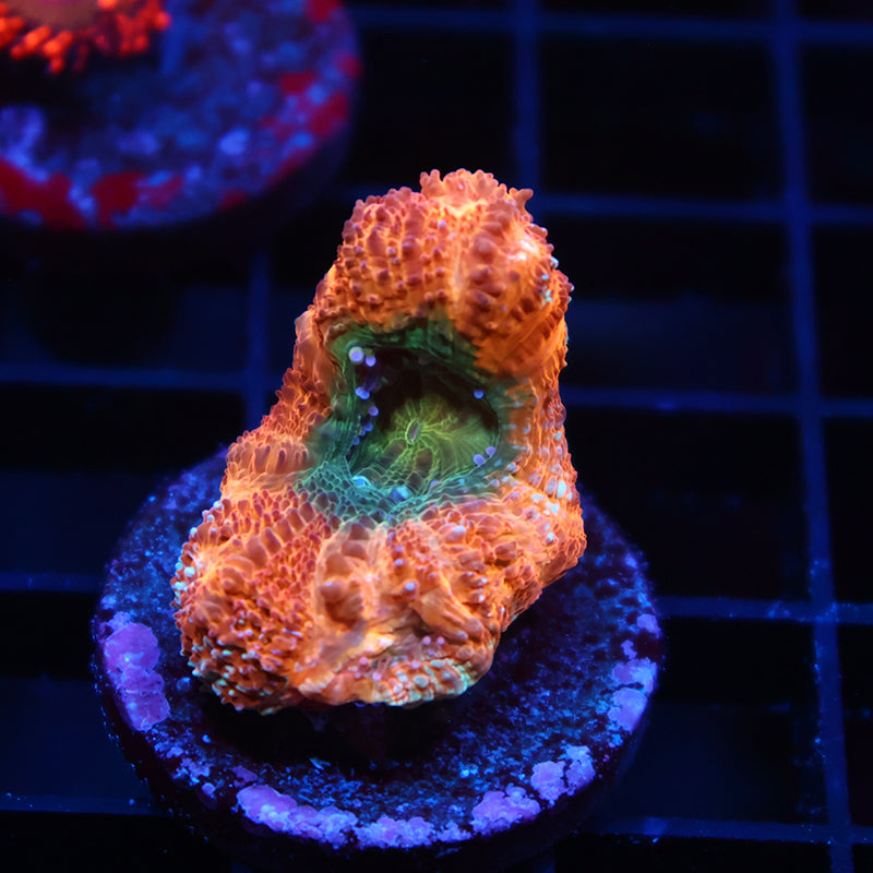 TCK Orange Creamsicle Bowerbanki