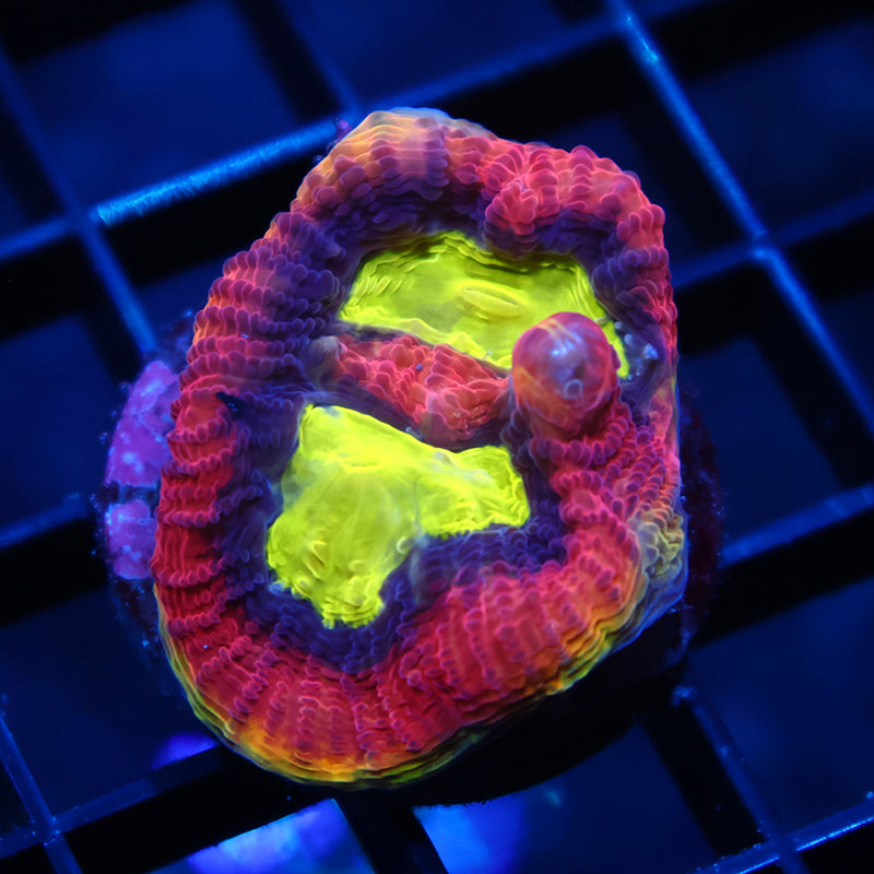 TCK Dragon Soul Favia