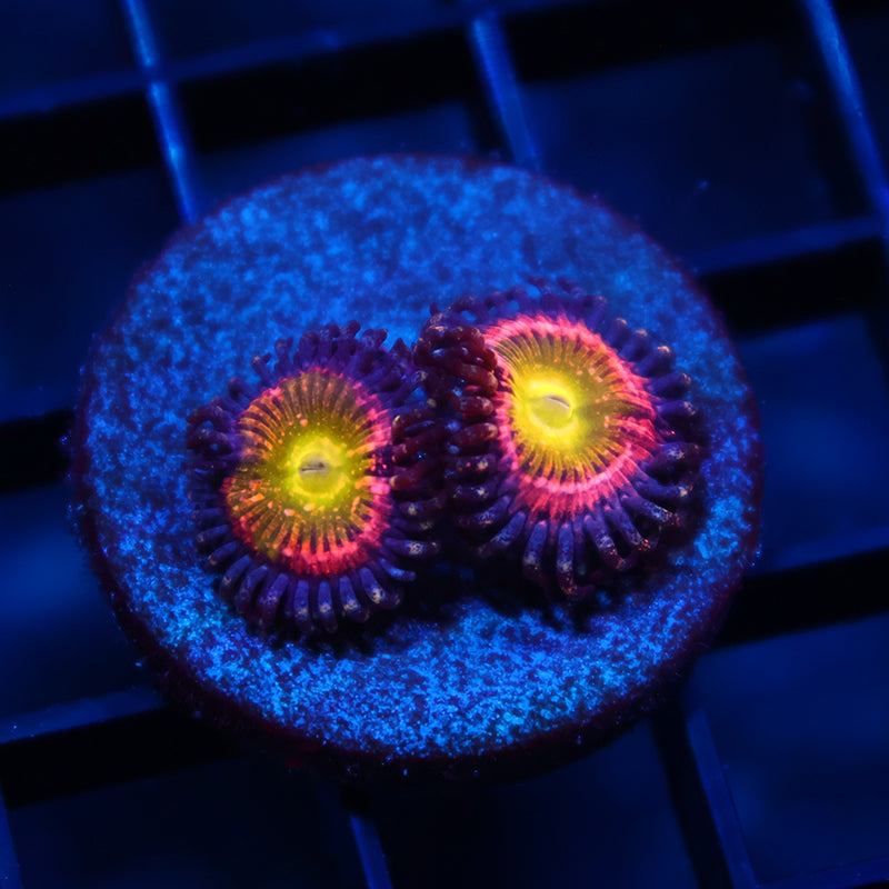 Sweet Forgot Name Zoas