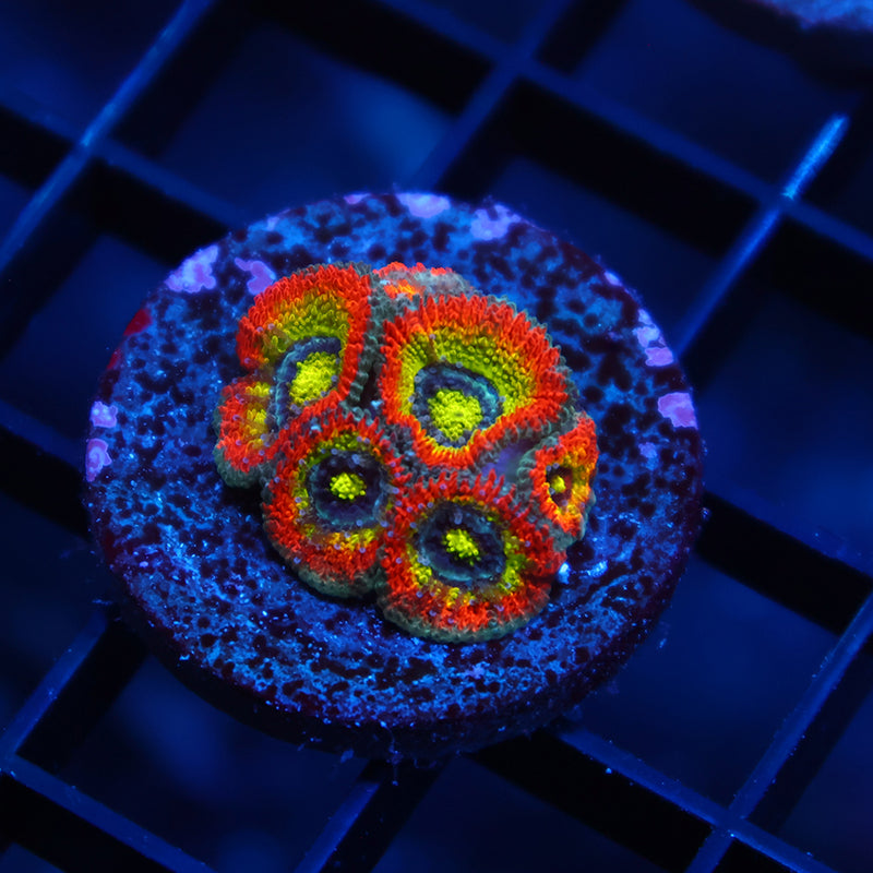 TCK HG Micromussa