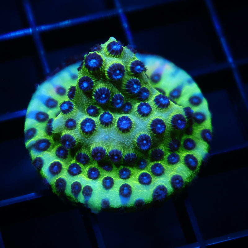 JF Purple People Eater Cyphastrea