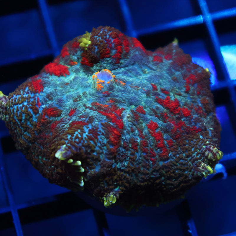 TCK Rainbow Rhodactis