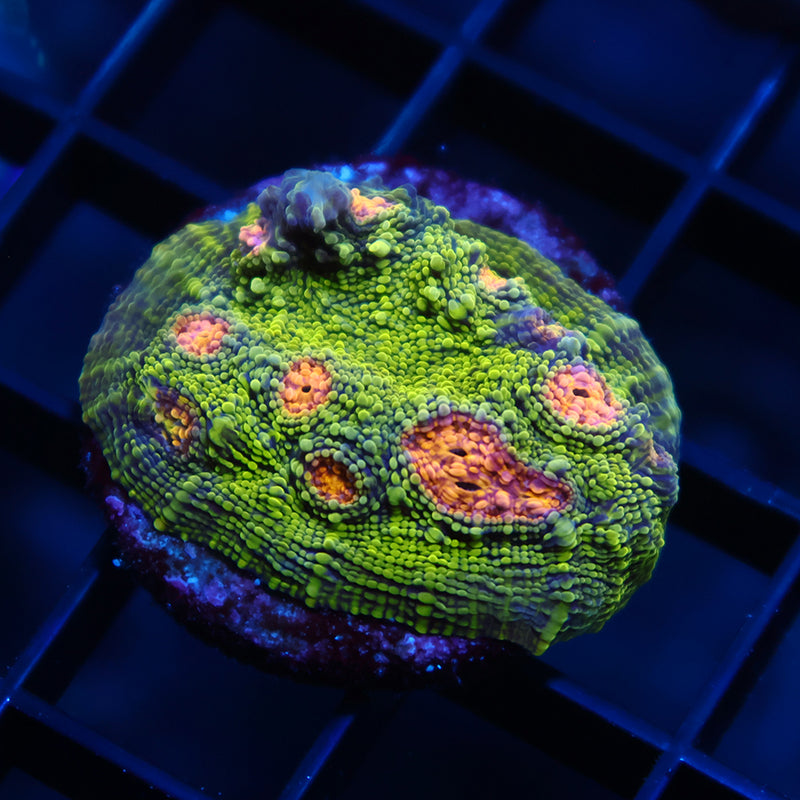 TCK Toxic Swirl Chalice