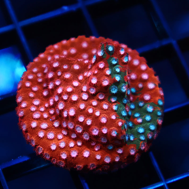 JF Fender Bender Cyphastrea