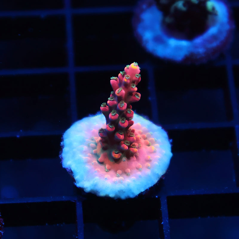 Forge Rocks Glow TCK Glow Forge Acro – TCKCorals
