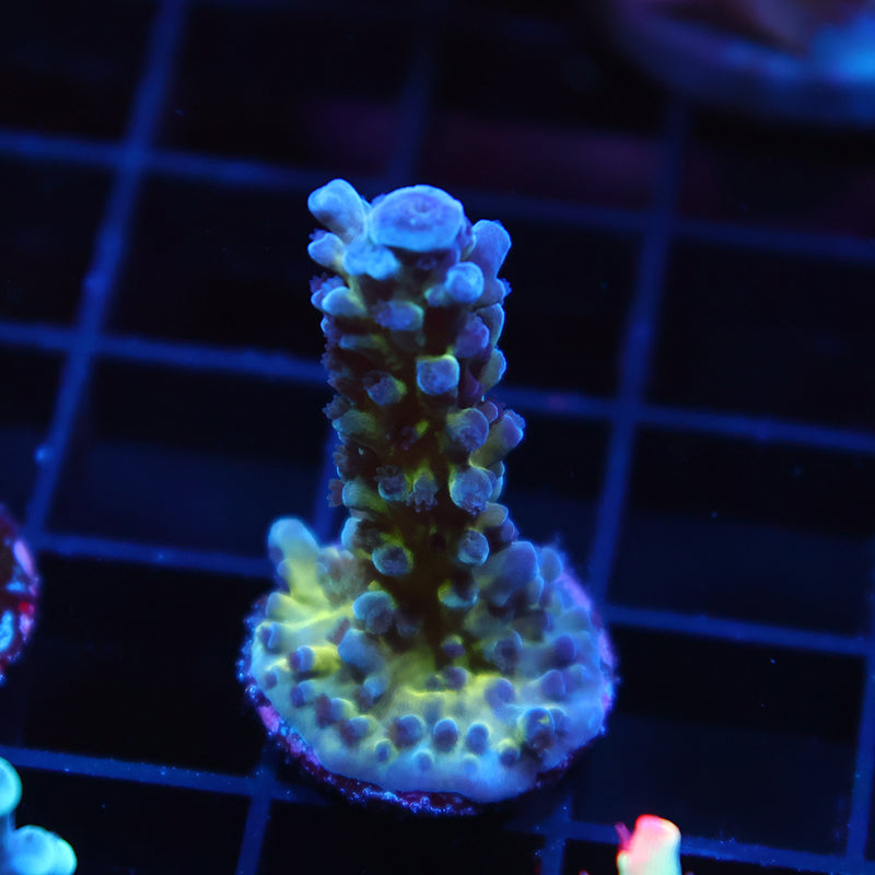 Myagi Tort