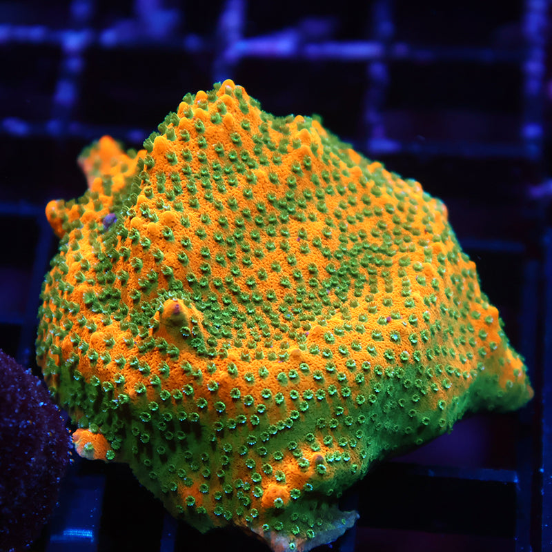 Lg JF Frankenberry Monti