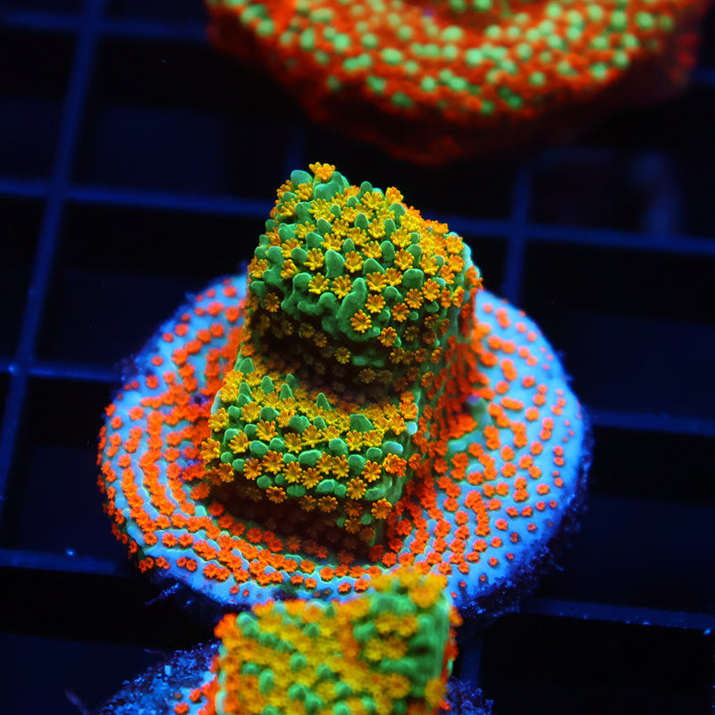 TCK Rainbow Roads Monti