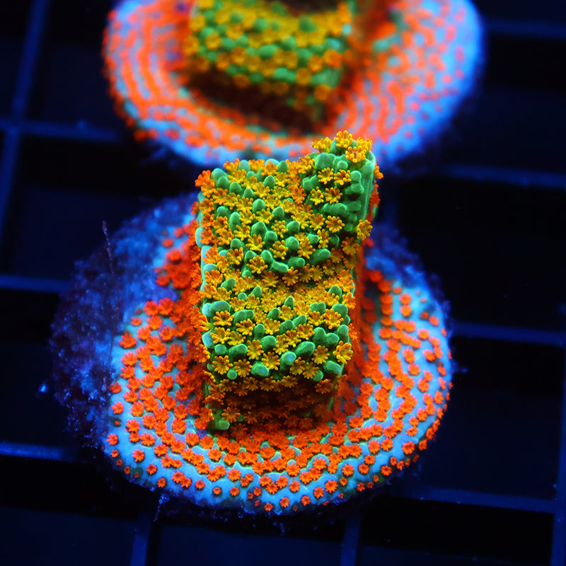 TCK Rainbow Roads Monti