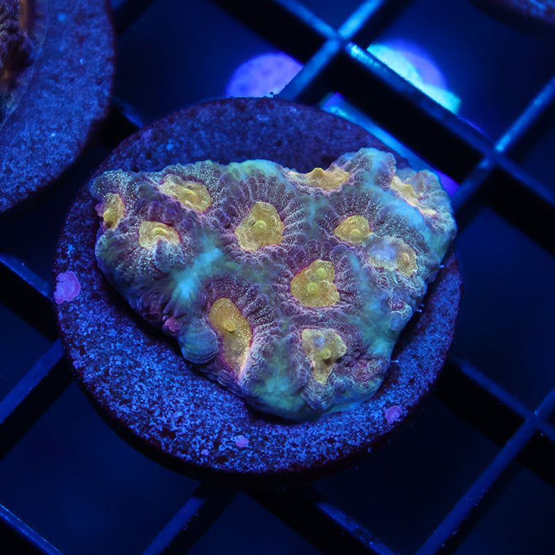 TCK Purple Sparkly Favia