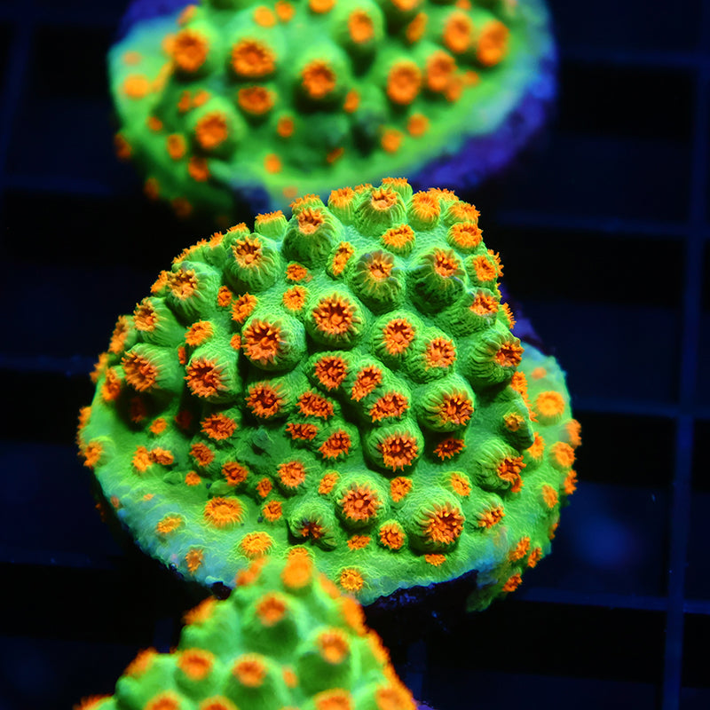 Lg Reptar Cyphastrea