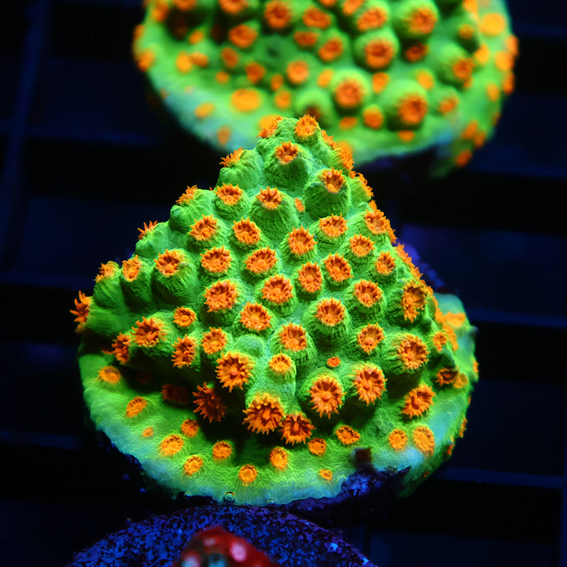 Lg Reptar Cyphastrea