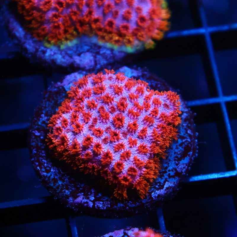 Skittles Bomb Cyphastrea