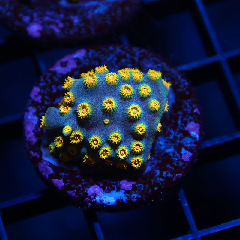 Zoolander Cyphastrea