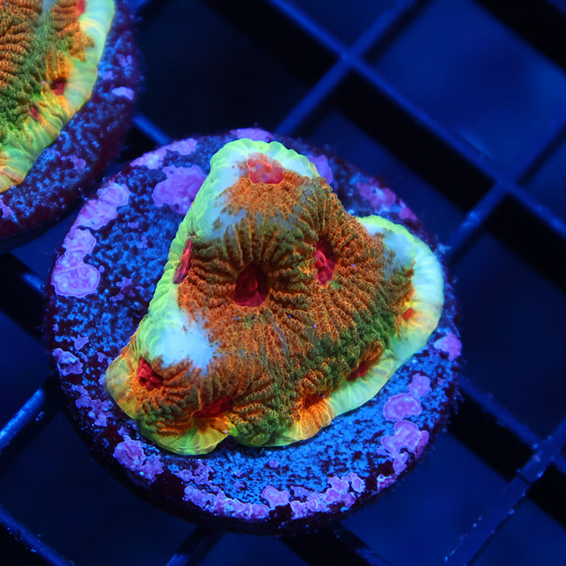 TCK Fascination Favia