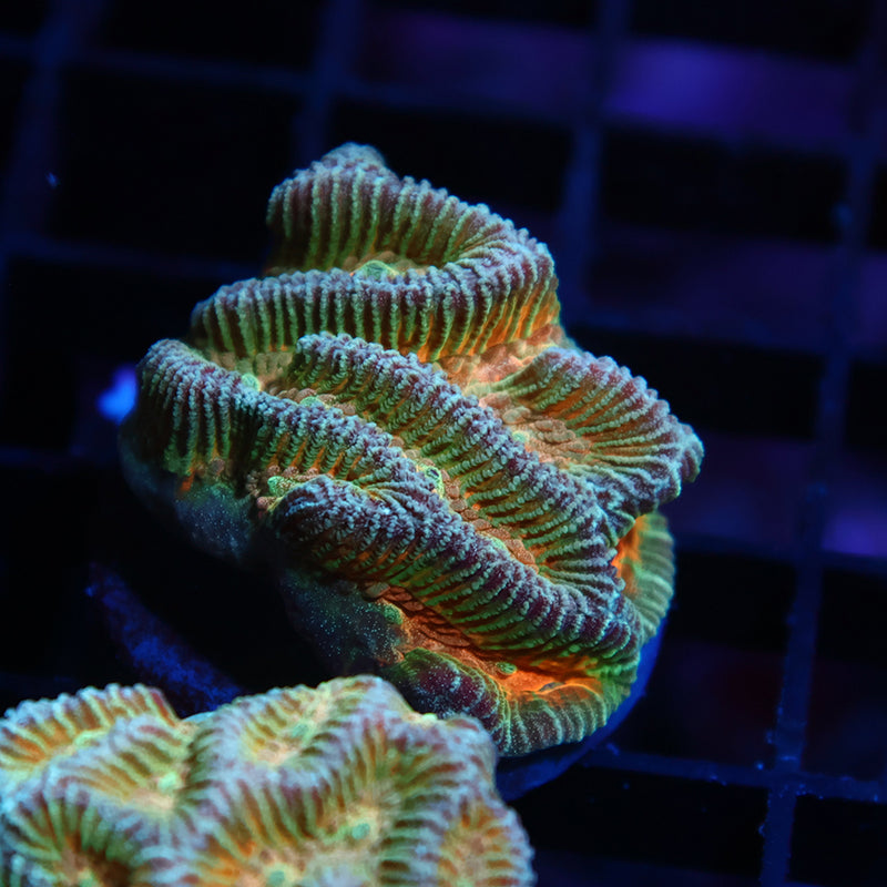 TCK Rainbow Platygyra