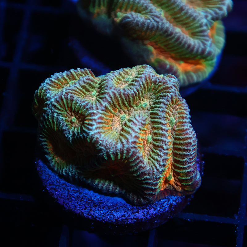 TCK Rainbow Platygyra
