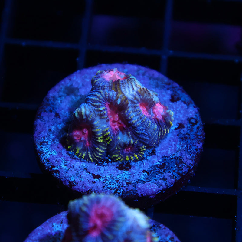 TCK Space Favia