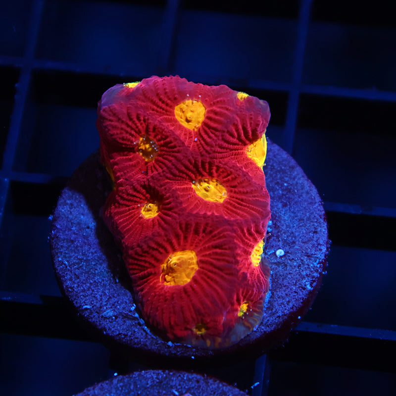 JF Toro Bravo Favia