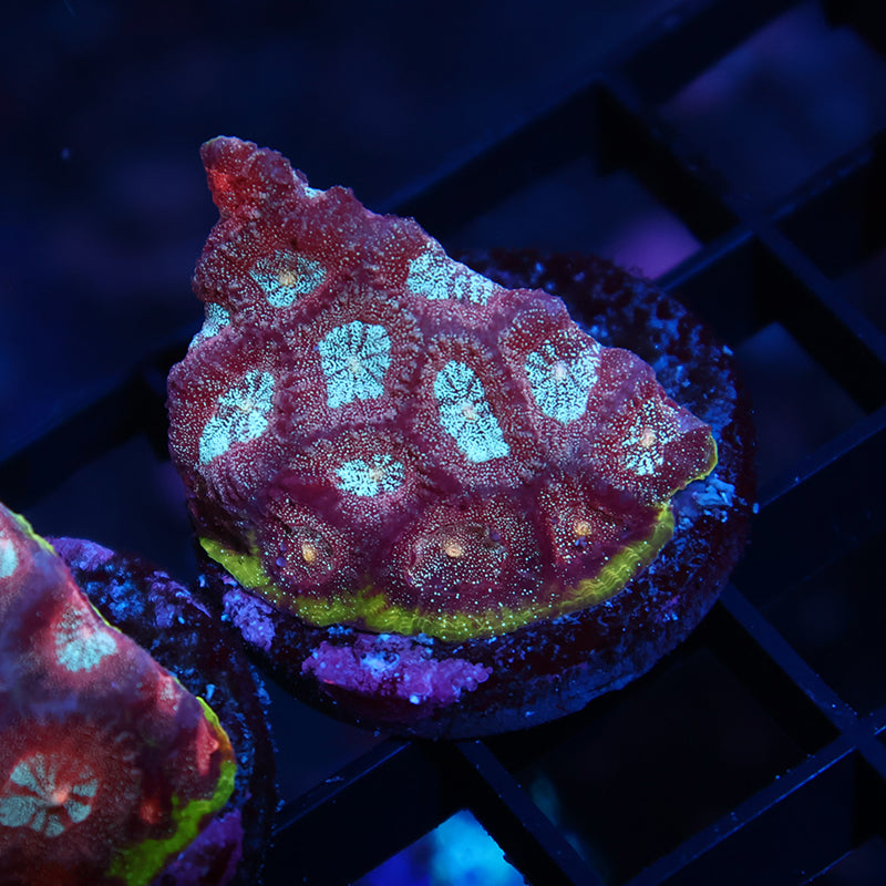 TCK Bejeweled Favia