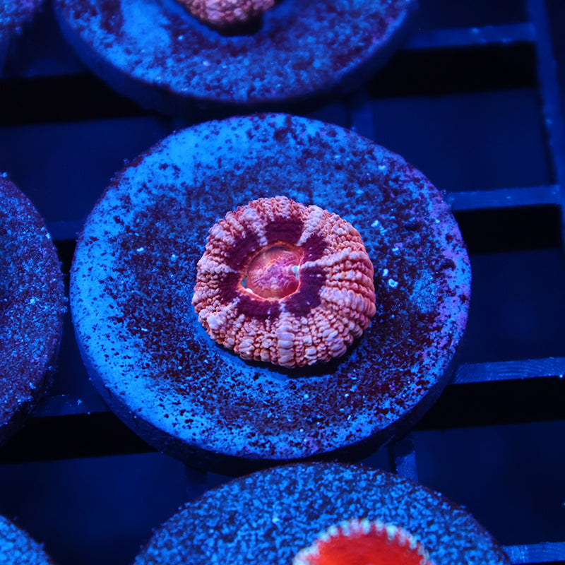 TCK Pink Asia Acan