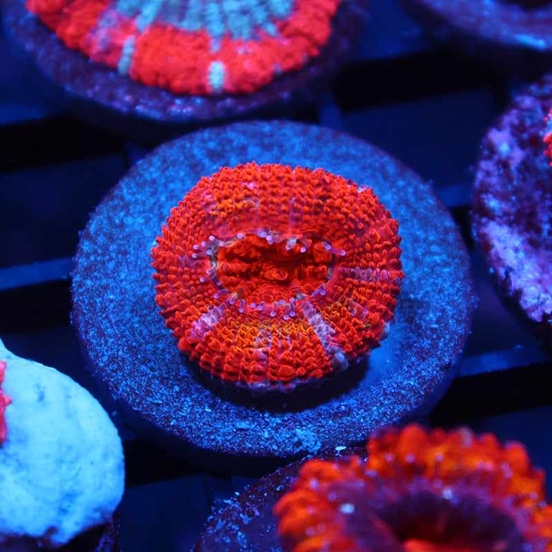 TCK Rainbowbrite Acan