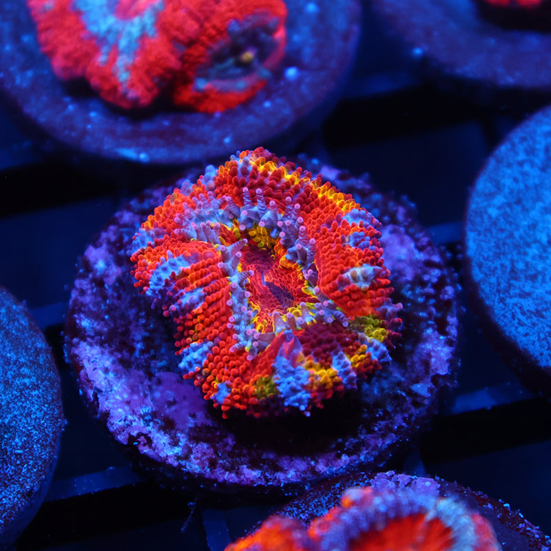 Insane TCK Grafted Crazy Rainbow Acan
