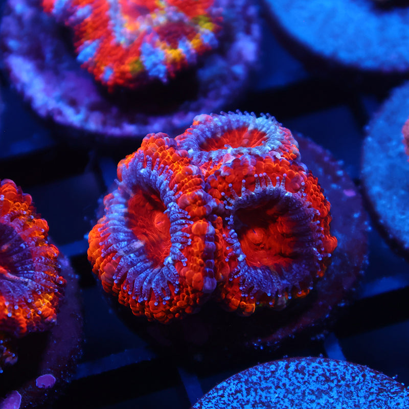 TCK Fluffy Acan
