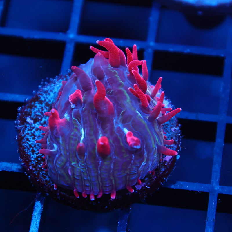 TCK Crazy Red Plate