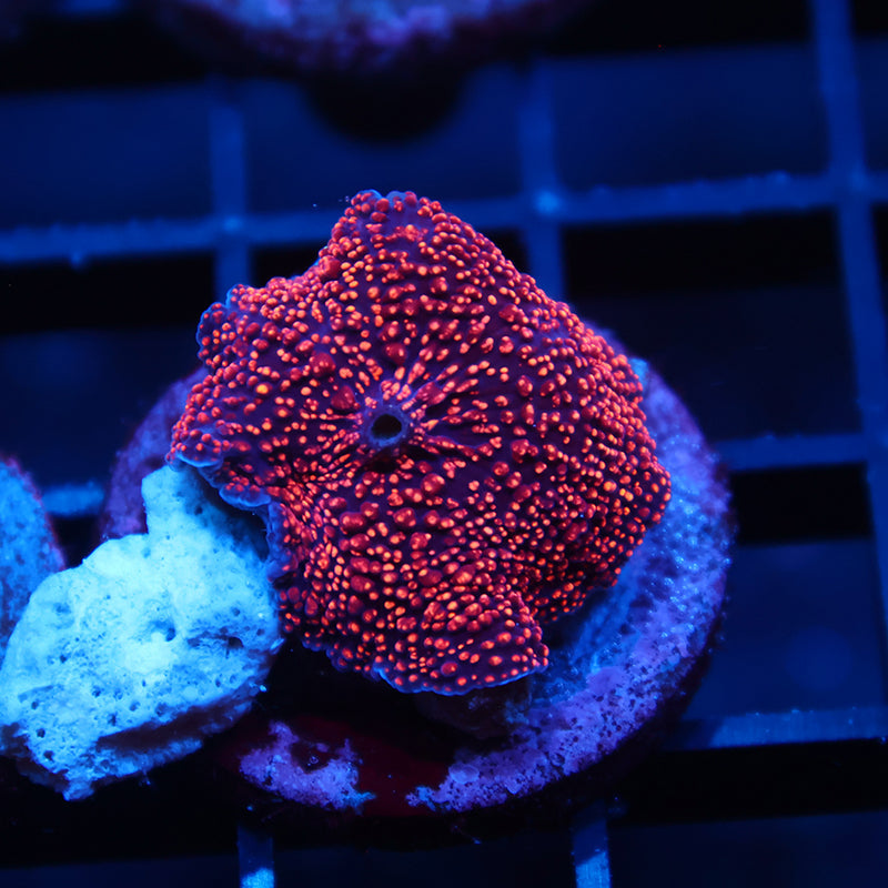 TCK Interstellar Mushroom