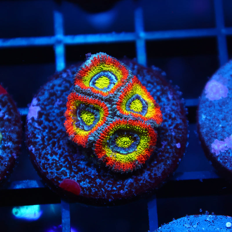 TCK HG Micromussa