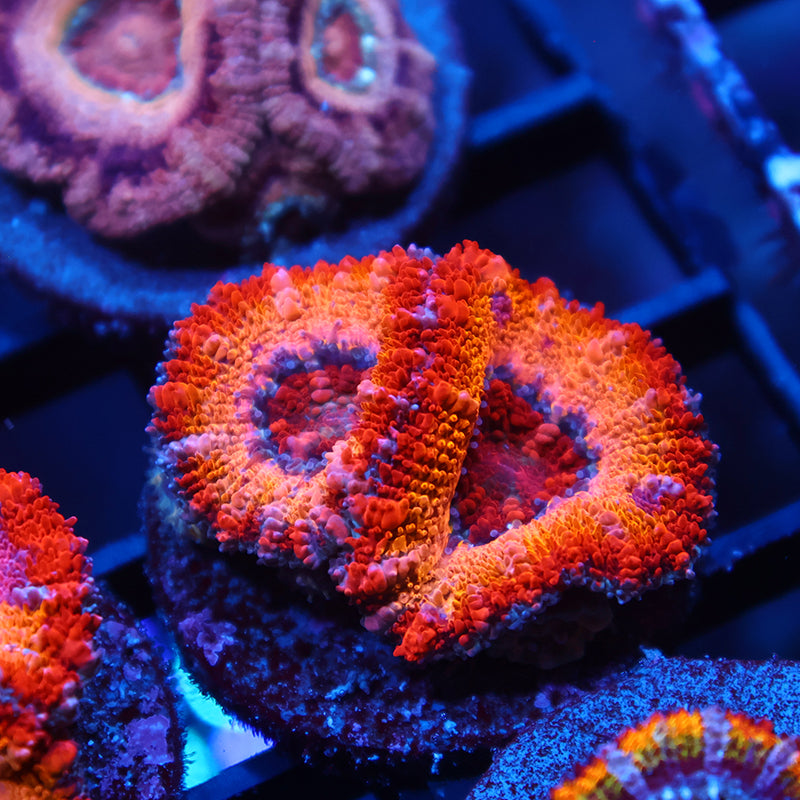 TCK Sunrise Acan