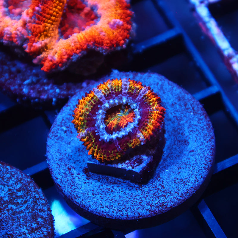 TCK Rainbow Acan